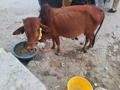 2 dant cow