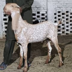 4 donda khasi bakra 2 lac 10  hazar