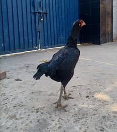 Ganoi jet black full size guranted female available.