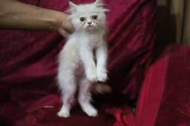 Persian Cat/Kitten