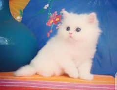 Persian kitten.