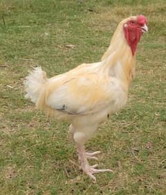 qandari parrot beak mall and paper white o Shamu female