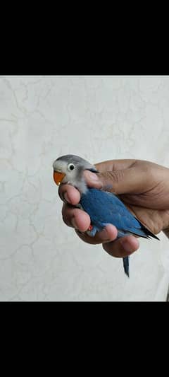 colour love bird green fischer . blue . lutino