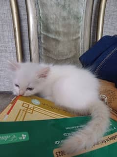 beautiful Persian kittens. . healthy and active and playful.