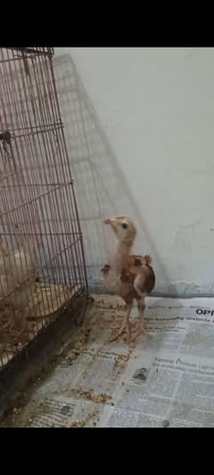 Desi misri chicks 1 month age