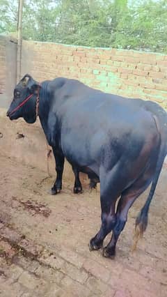 l Black washa ll  sehiwal Washa II Bull II Qurbani Ka Janwar
