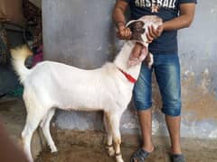 Bakra