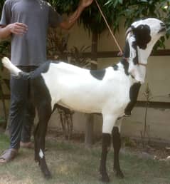 Bull | Calf | Goat | Qurbani | Bull  Share