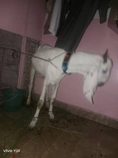 khasi Bakra 2 daant for sell