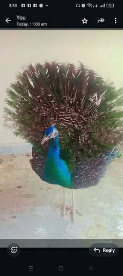 peacock age 10 month