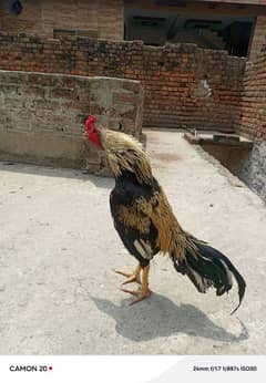 aseel murgha for sale