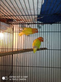 lutino love bird