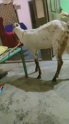 do dant bakra