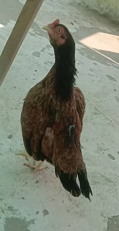 aseell