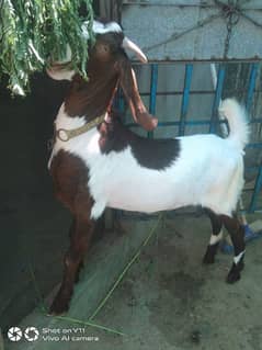 Goats For Eid Qurbani|Qurbani Ka Janwar|Bakra |Goat|Donda Bakra