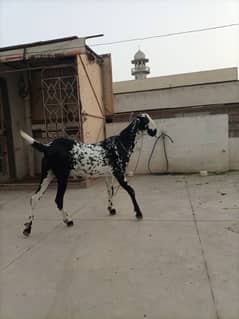 goats
