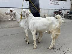 Bakra |donda bakra |bakre |desi bakra |goat |white bakra |qurbani 2025