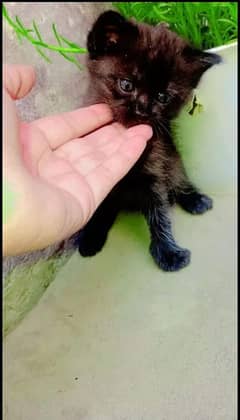 A beautiful cat