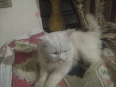 Turkish angora