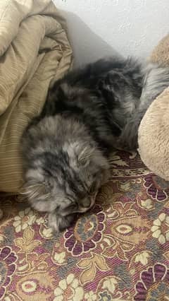 Persian