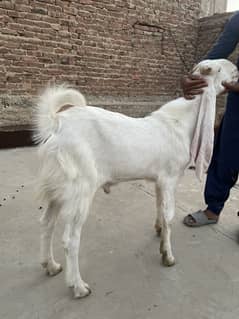Kamori Gulabi