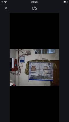 Finches pair and java finches pair available