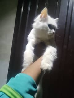 persion