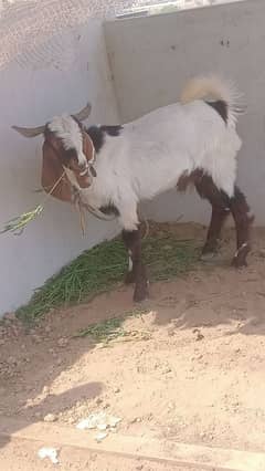 Bakra for sale
