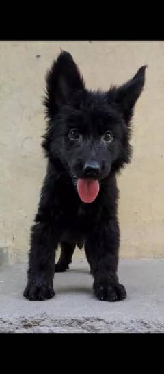 black German Shepherd female pappy for sale