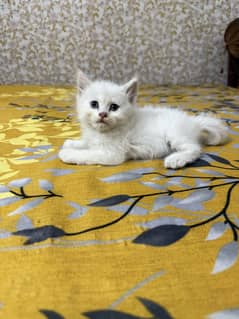 Adorable Persian Kittens for Sale – Brown & White with Grey Eyes