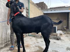 Dhonda bakra qurbani 2025 /03155075804