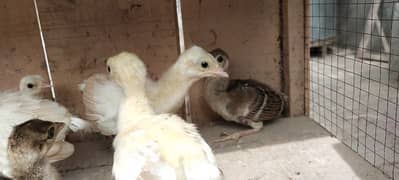 peacock chicks for sale