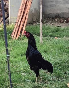 aseel breeder male or aseel patha for sale