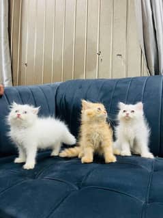 punch face kittens home bread