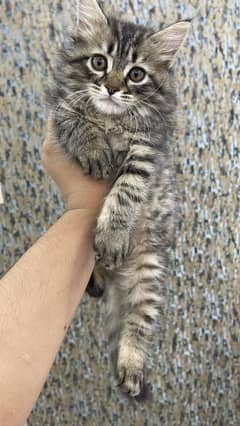 Persian kitten