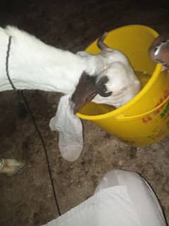 gulabi Bakra 2 dant