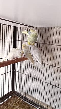 hogoromo pair