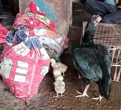 aseel hen with 3 chicks