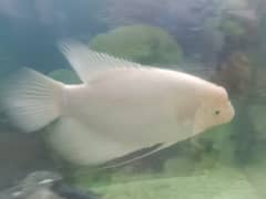 White Gaint Gourami
