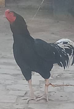 Adeel hens for sale