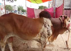 Cow Hissa 30k