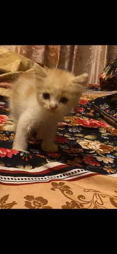 1 month brown persian cat