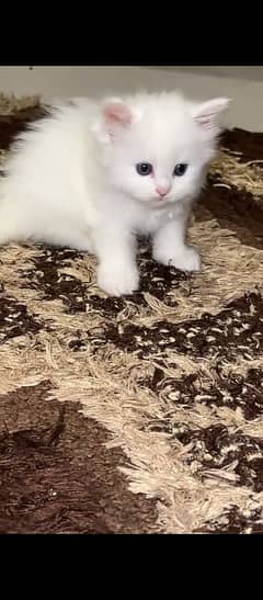 Persian Triple coated Light Brown color Also white triple coated