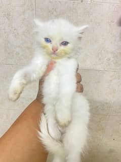 sami punch face Persian kittens