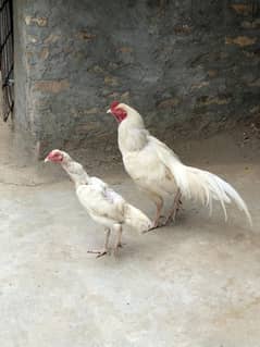 aseel heera pair breeder