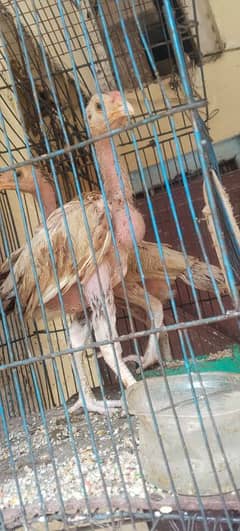 Aseel chicks for sale