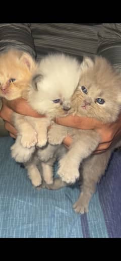 Kittens Male