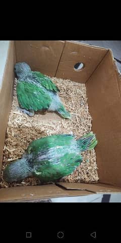 chicks