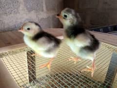 Pure Austrolop chicks(5 + 1 free offer) ,age: 2 weeks