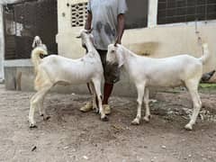 Qurbani 2025 kai bakray for sale